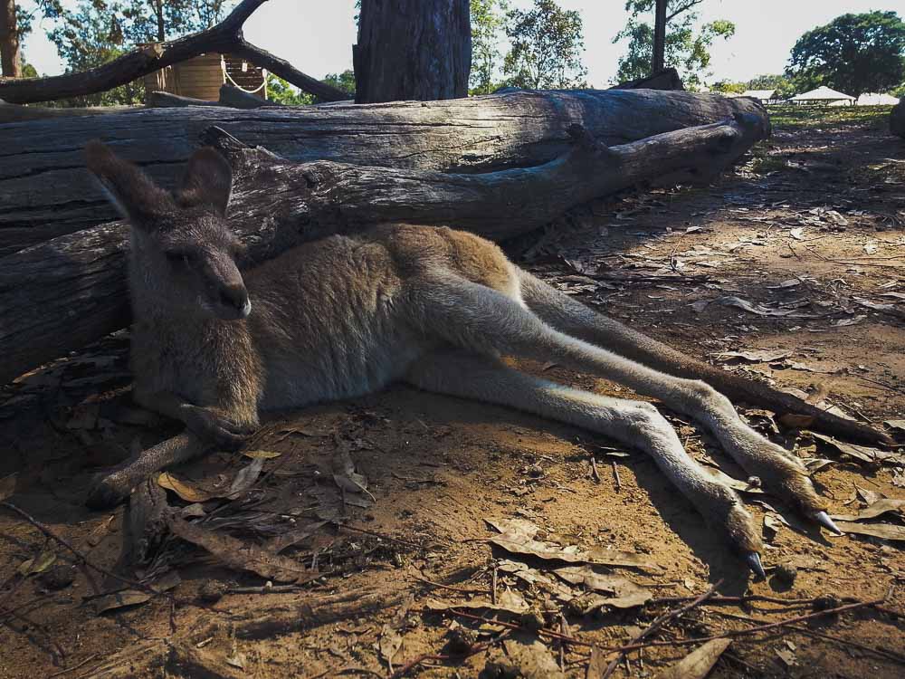 Kangaroo at Lone Pine Koala Sanctuary, Australia © Andy Lee