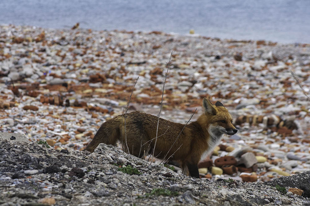 Fox at Tommy Thompson Park © Andy Lee