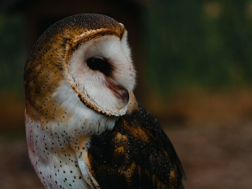 Side profile of barn owl looking to the right © Andy Lee