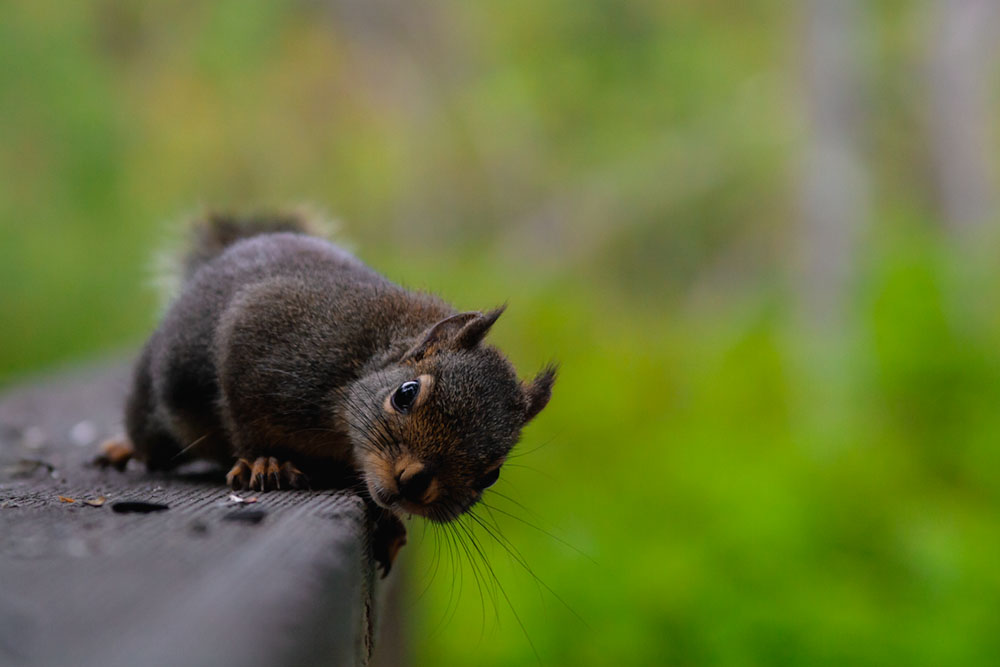 Cute baby squirrel perched on wooden handrail © Andy Lee