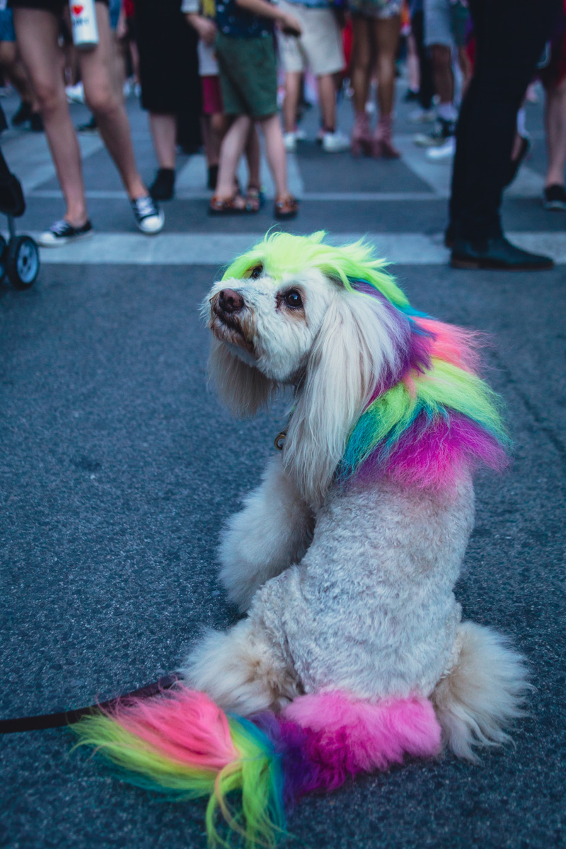 A dog with dyed rainbow hair looks back on a crowded street. © Andy Lee, 2022. realandylee.com